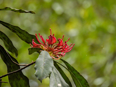 author not stated, no rights reserved Telopea oreades, photograph author not stated, no rights reserved