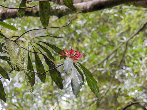 Telopea oreades, photograph 5
