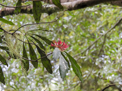 author not stated, no rights reserved Telopea oreades, photograph author not stated, no rights reserved