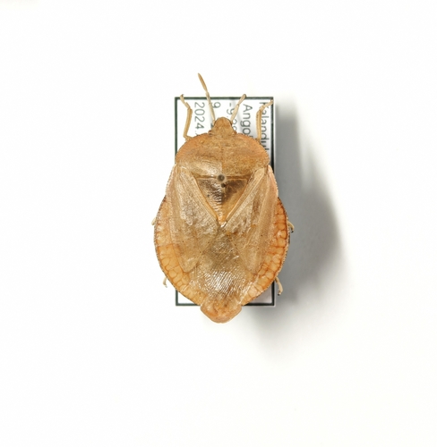 Natalicola pallida