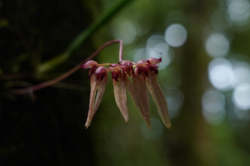 Bulbophyllum longiflorum observed 2026-02-24