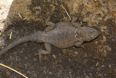 Sceloporus dugesii