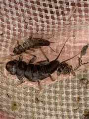 Hesperoperla pacifica