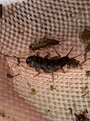 Hesperoperla pacifica