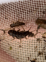 Hesperoperla pacifica