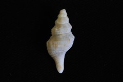 Fusinus consetti