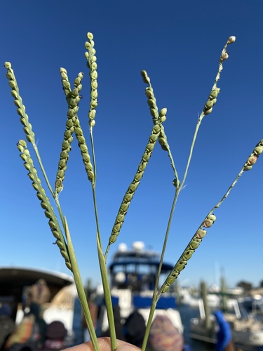 Florida paspalum (Paspalum floridanum)