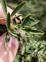 Adenocarpus hispanicus