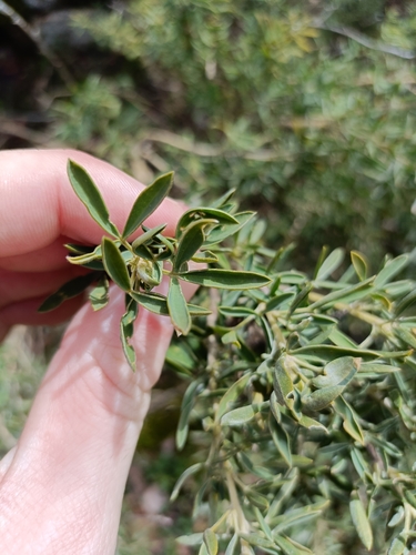 Adenocarpus hispanicus, photograph 2