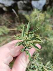 Adenocarpus hispanicus, photograph (c) Diego Rodríguez Hernández, some rights reserved (CC BY)