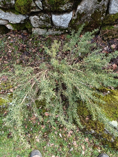 Adenocarpus hispanicus, photograph 4