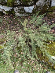 Adenocarpus hispanicus, photograph (c) Diego Rodríguez Hernández, some rights reserved (CC BY)