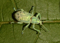 Compsus argyreus