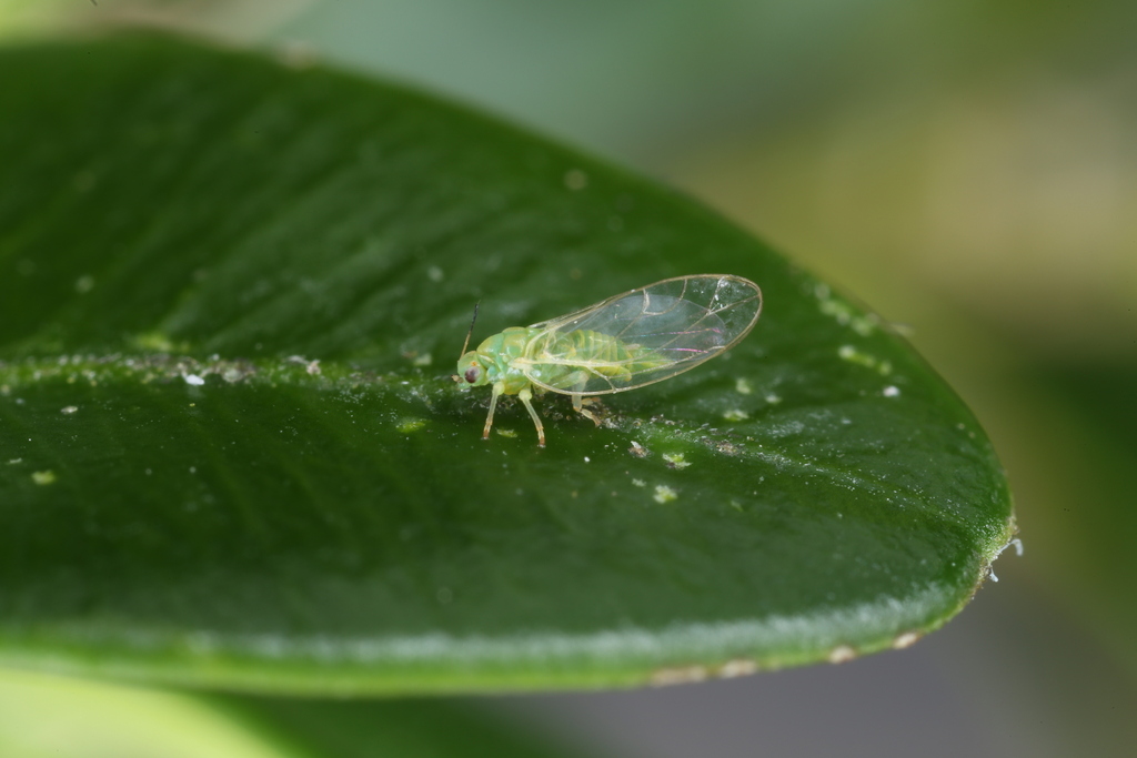 Trioza anthrisci