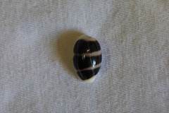 Palmadusta asellus