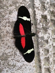Heliconius clysonymus clysonymus