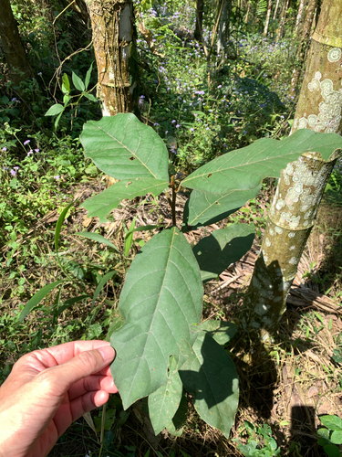 Litsea akoensis