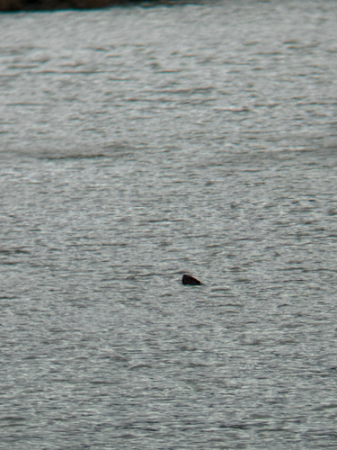 American Beaver photographed in New York