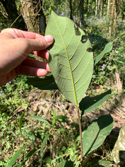 Litsea akoensis, photograph (c) 呂一起(Lyu yi-chi), some rights reserved (CC BY)