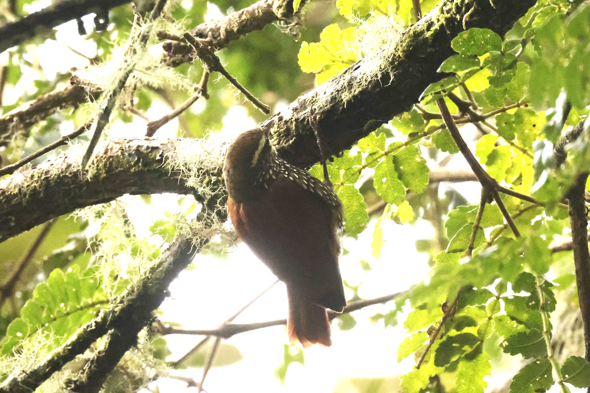 Pearled Treerunner (Margarornis squamiger), photo 2