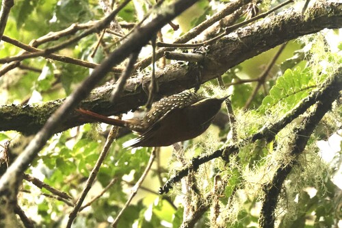 Pearled Treerunner (Margarornis squamiger)