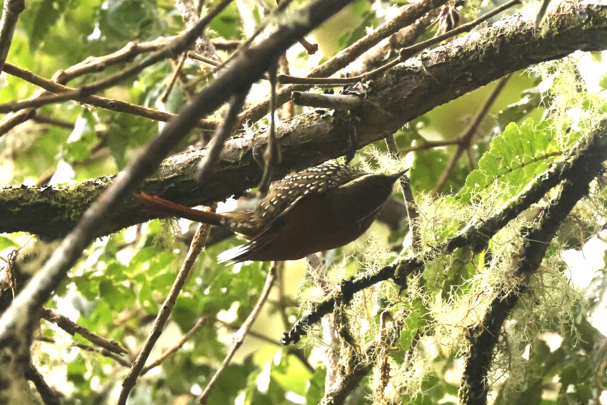 Pearled Treerunner (Margarornis squamiger), photo 1