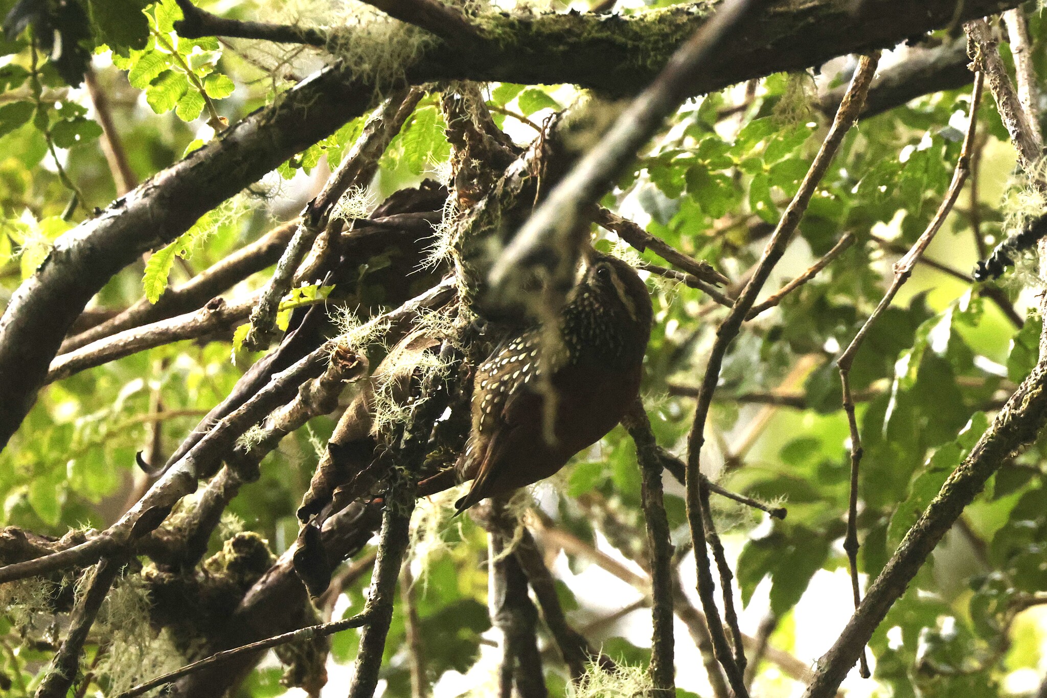 Pearled Treerunner (Margarornis squamiger), photo 3