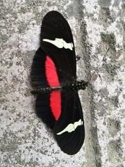 Heliconius clysonymus clysonymus