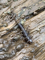 Hesperoperla pacifica