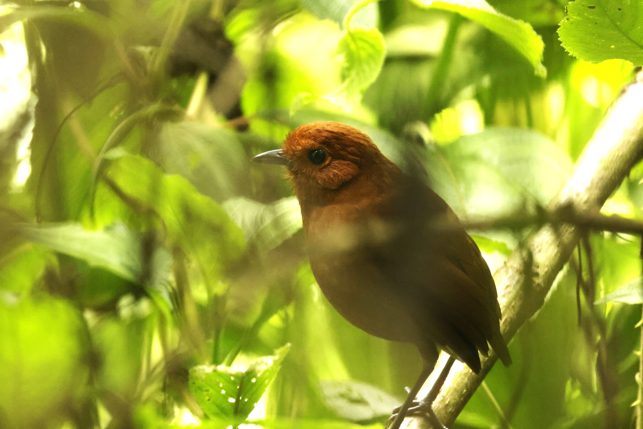 Chami Antpitta (Grallaria alvarezi), photo 4