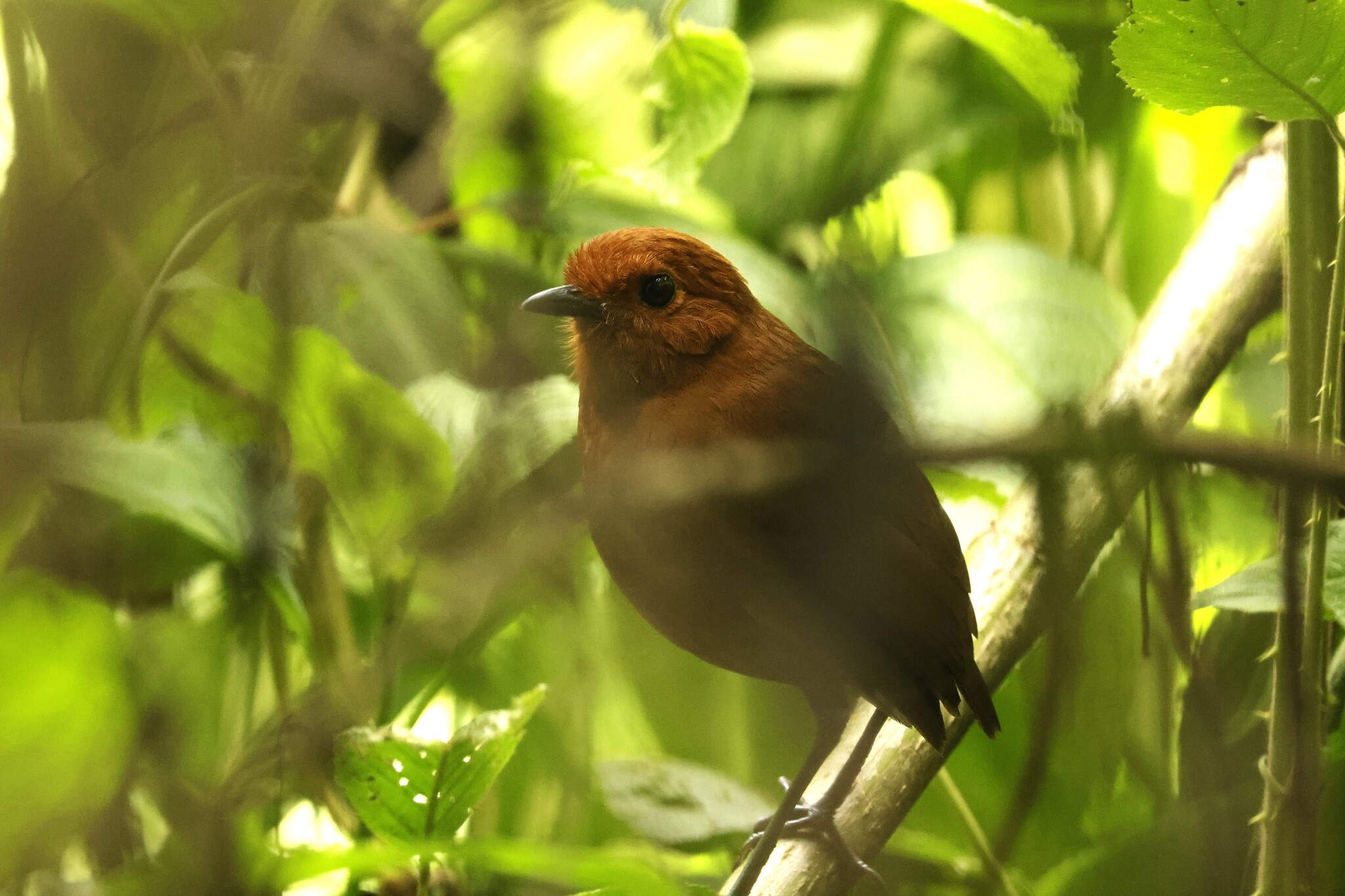 Chami Antpitta (Grallaria alvarezi), photo 2