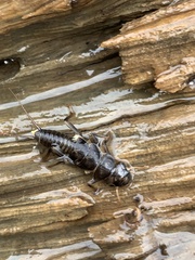 Hesperoperla pacifica