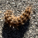 Butterflies and Moths from Creek Rd, Doylestown, PA, US on March 09, 2026 at 04:29 PM by lucysj