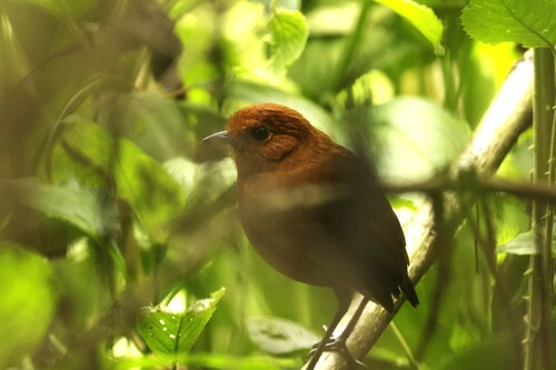 Chami Antpitta (Grallaria alvarezi), photo 3