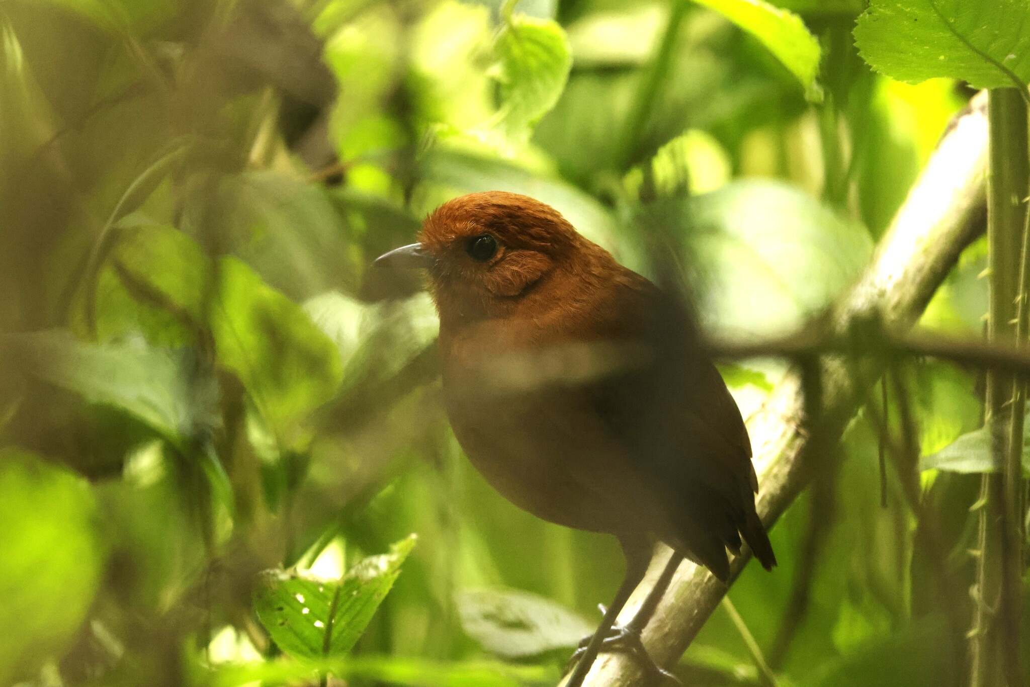 Chami Antpitta (Grallaria alvarezi), photo 3