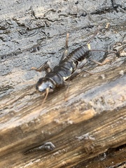 Hesperoperla pacifica