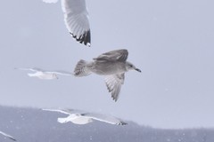 Larus glaucoides thayeri