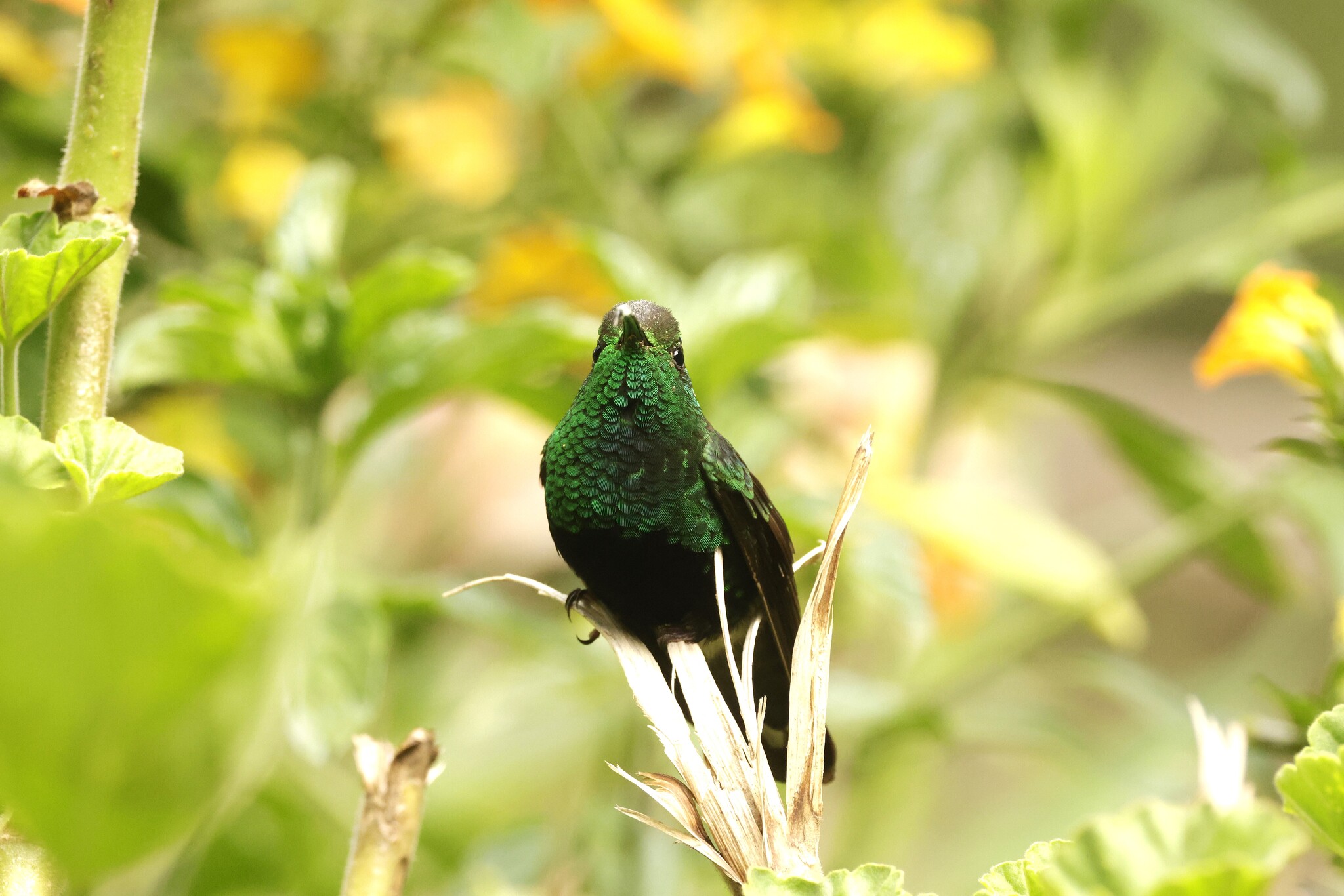 Mountain Velvetbreast (Lafresnaya lafresnayi), photo 4
