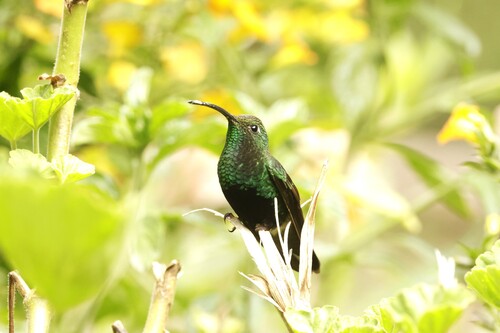 Mountain Velvetbreast (Lafresnaya lafresnayi), photo 3