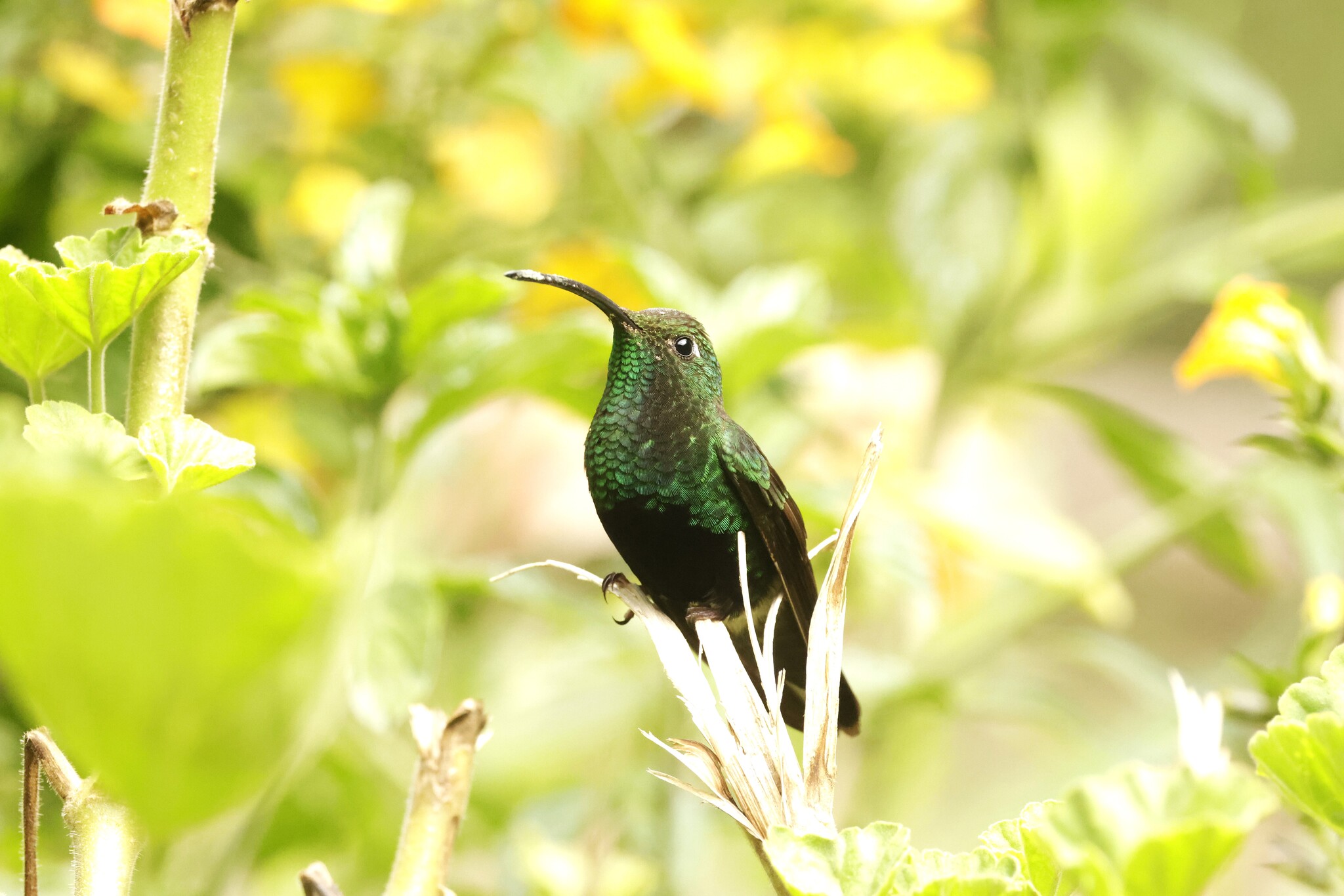 Mountain Velvetbreast (Lafresnaya lafresnayi), photo 3