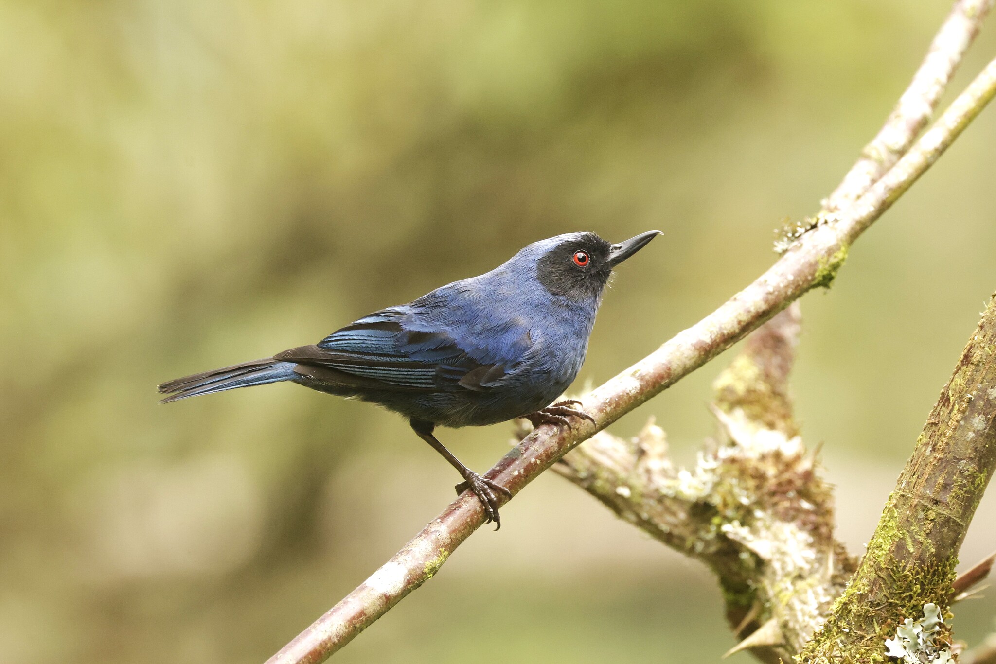 Masked Flowerpiercer (Diglossa cyanea), photo 6