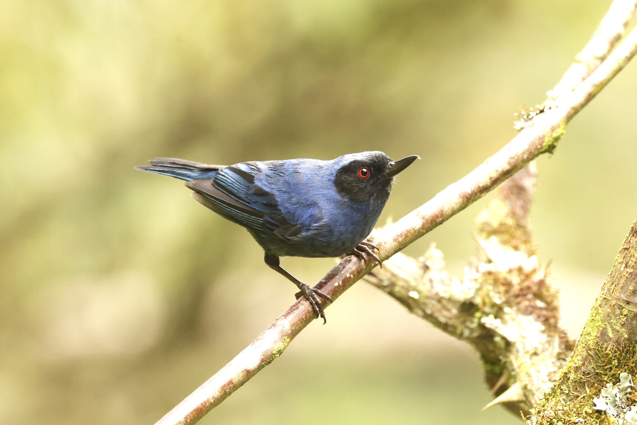 Masked Flowerpiercer (Diglossa cyanea), photo 7