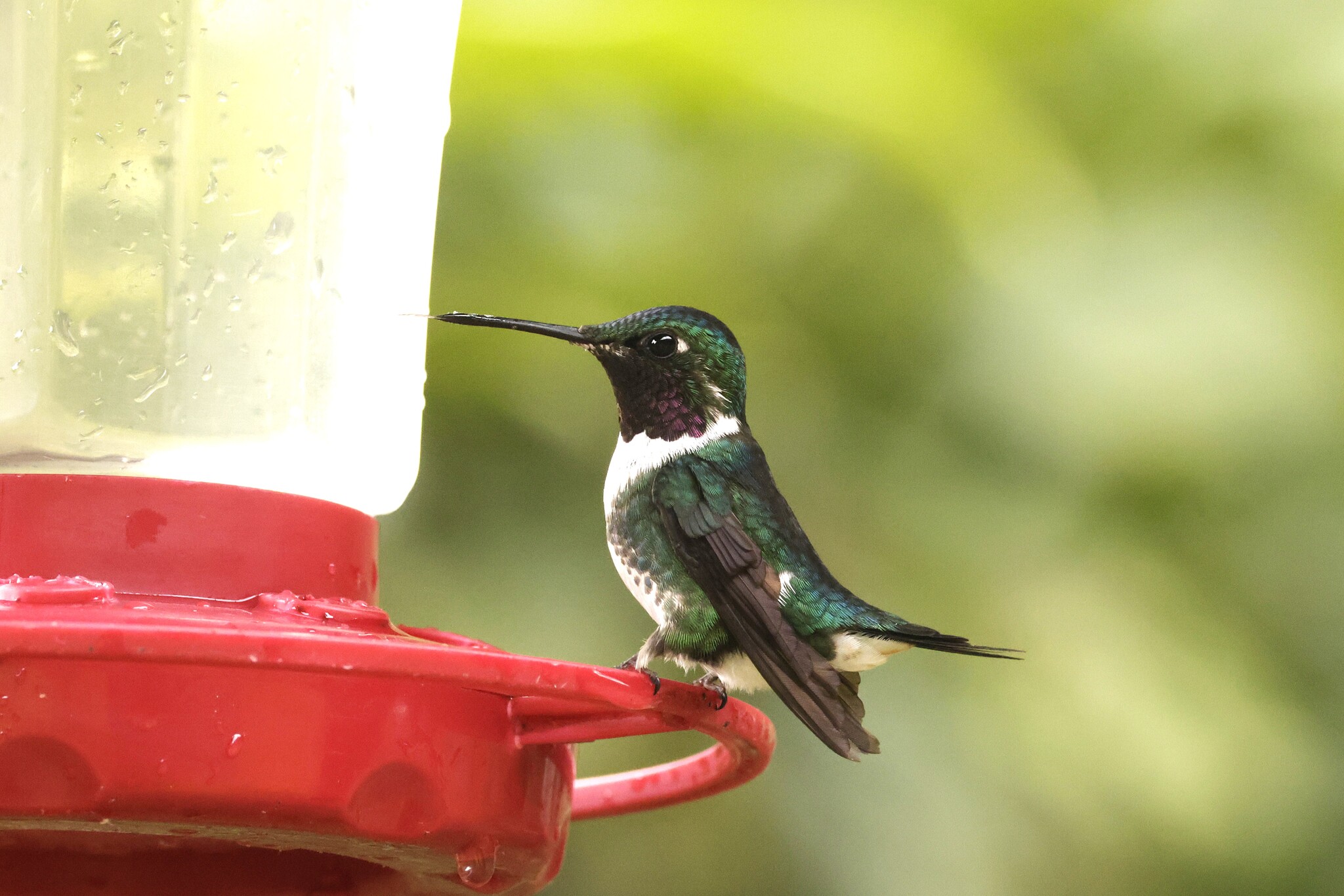 White-bellied Woodstar (Chaetocercus mulsant), photo 2