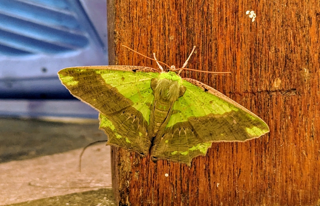 Agathia obsoleta
