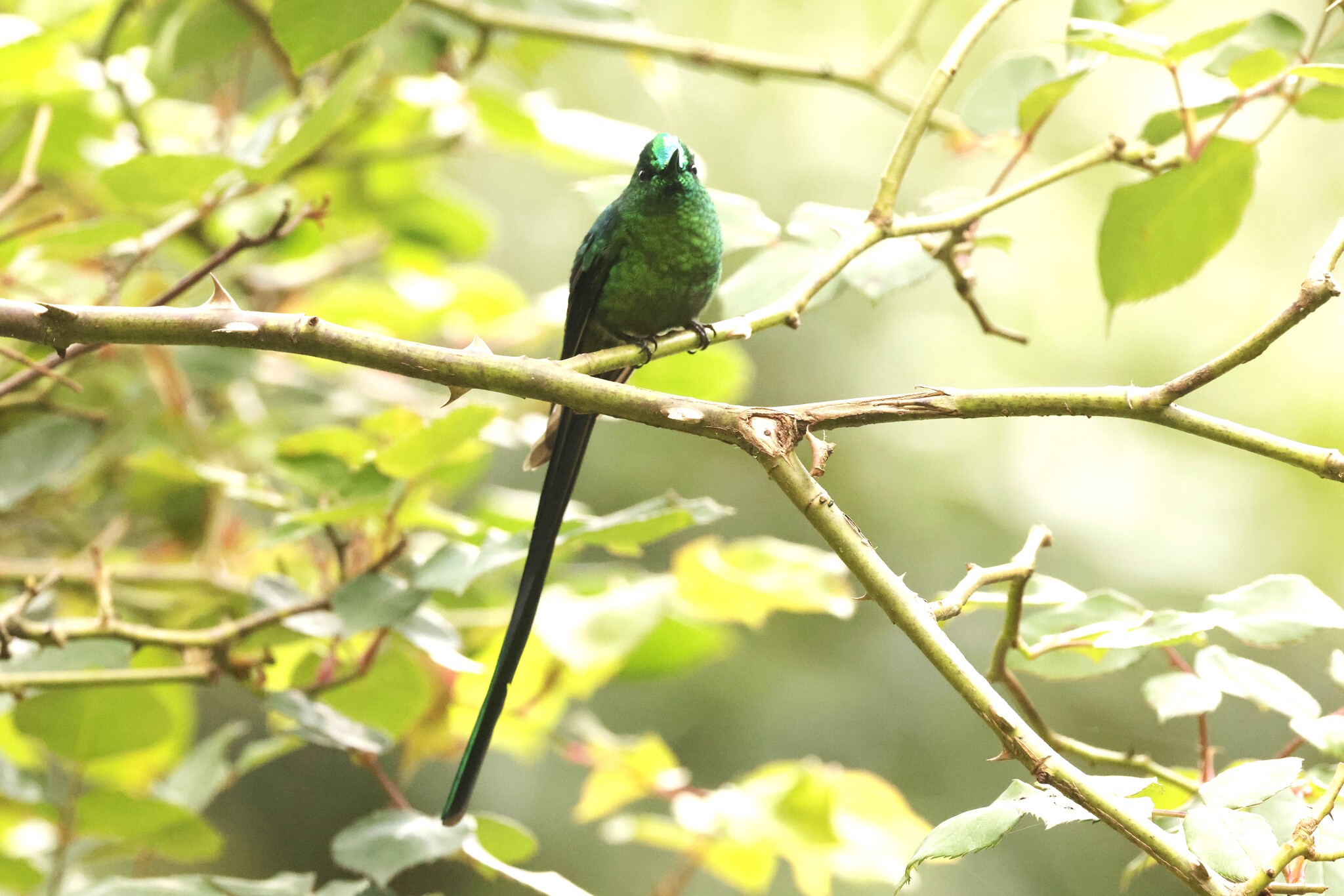 Long-tailed Sylph (Aglaiocercus kingii), photo 6