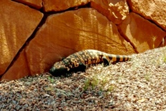 Heloderma suspectum cinctum