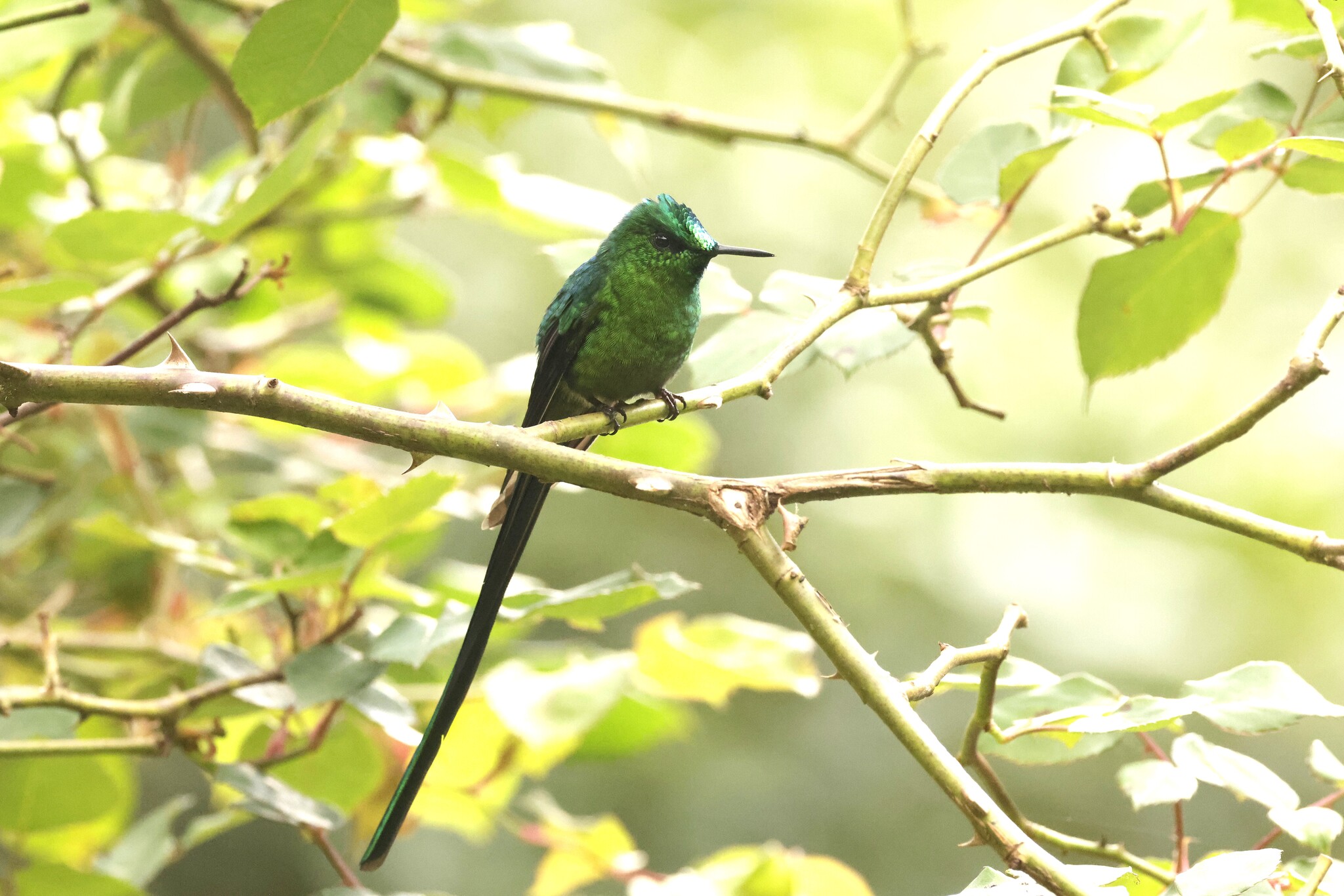Long-tailed Sylph (Aglaiocercus kingii), photo 7