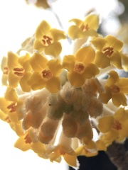 Edgeworthia chrysantha