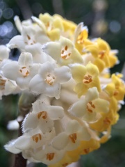 Edgeworthia chrysantha