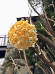 Edgeworthia chrysantha